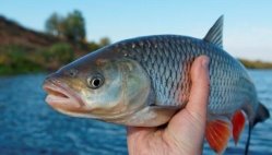 В українських водоймах до 2050 року може зникнути риба | Новини Дивись.info