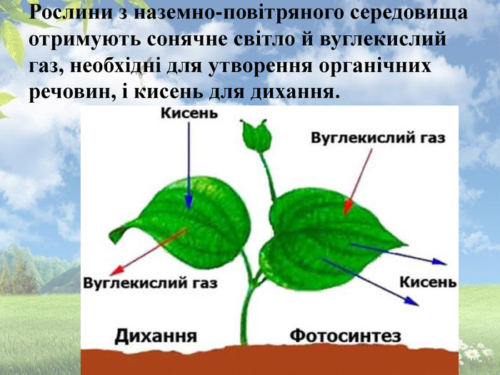 Рослини з наземно-повітряного середовища отримують сонячне світло й вуглекислий газ, необхідні для утворення органічних речовин, і кисень для дихання.