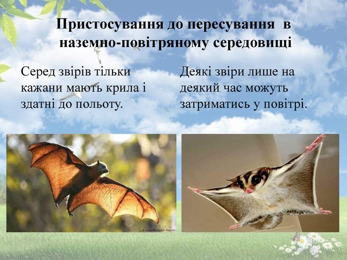Пристосування до пересування в наземно-повітряному середовищі Серед звірів тільки кажани мають крила і здатні до польоту. Деякі звіри лише на деякий час можуть затриматись у повітрі.