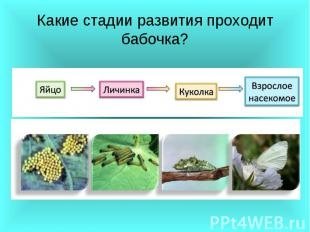 Какие стадии развития проходит бабочка?