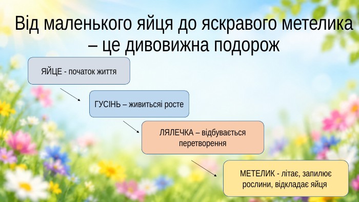Від маленького яйця до яскравого метелика – це дивовижна подорож. ЛЯЛЕЧКА – відбувається перетворення. ЯЙЦЕ - початок життя. ГУСІНЬ – живитьсяі росте. МЕТЕЛИК - літає, запилює рослини, відкладає яйця.
