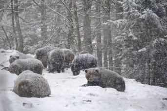 Ведмеді в національному природному парку «Синевир», які через теплу зиму не можуть заснути