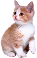 малюнок кішки - Пошук Google | Cute cats and kittens, Cute cats, Pets cats