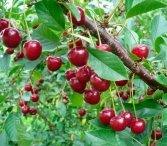 Дерево вишня: посадка и уход, выращивание в саду, болезни и вредители с фото