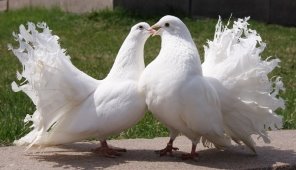 Голуби павлины (21 фото): описание павлиньей породы, белая и другие масти  птиц, содержание и разведение