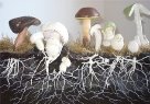 Міцелій грибів