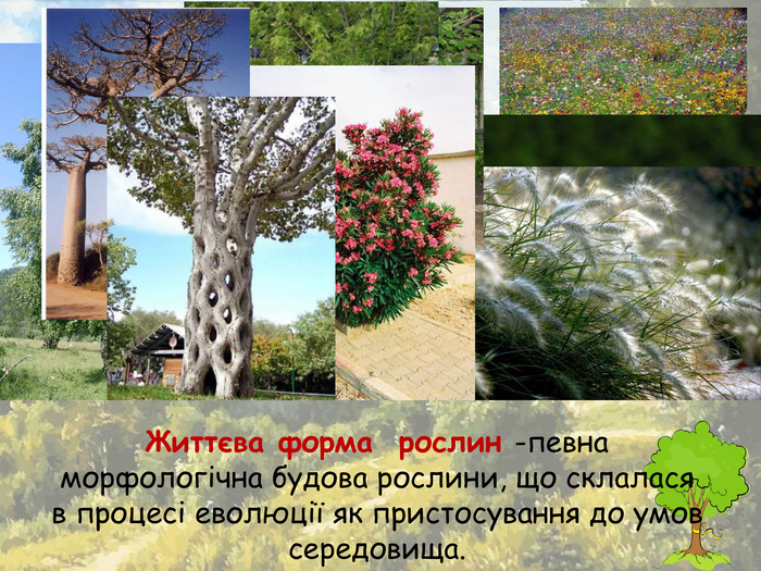 Життєва форма рослин -певна морфологічна будова рослини, що склалася в процесі еволюції як пристосування до умов середовища.