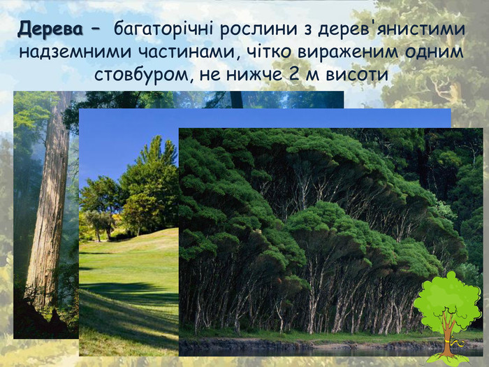 Дерева –  багаторічні рослини з дерев'янистими надземними частинами, чітко вираженим одним стовбуром, не нижче 2 м висоти