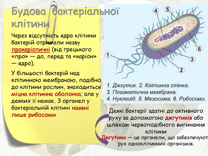 Реферат: Морфологія бактерій Будова бактеріальної клітини
