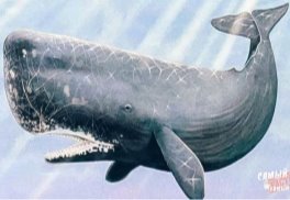 Картинки по запросу кашалот зубатый кит