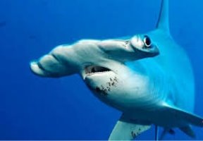 Картинки по запросу акула-молот