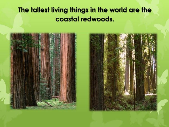 The tallest living things in the world are the coastal redwoods.