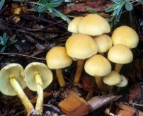 http://hryby.com/wp-content/uploads/2013/04/Hypholoma_fascicularefs-05.jpg