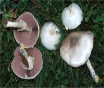 http://hryby.com/wp-content/uploads/2013/04/Agaricus-xanthodermus2.jpg