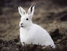 Lepre di coniglio e lepre: descrizione, distribuzione, somiglianza e  differenza