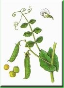 горох растение - Поиск в Google | Растения, Цветы, Горох
