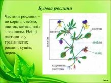 Презентація "Рослини живі організми"