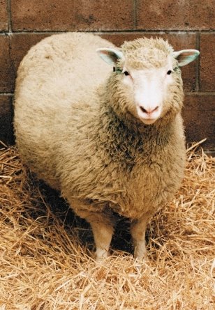 Картинки по запросу "овечка долли"