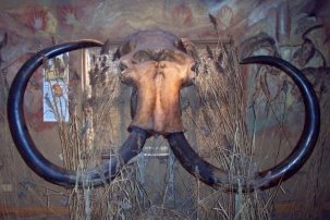 Череп шерстистого мамонта, найденный в Северном море (Кельтский и доисторический музей, Ирландия). Фото: wikipedia.org