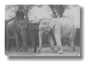 Картинки по запросу "белій слон короля Рамы -III"