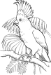 Раскраска Sulfur Crested Cockatoo - Кликните чтобы открыть версию для печати