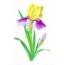 J:\Воркшоп\цветы\18257-o·003-raspushchenniy-iris-orchidea-kanva-s-nanesennim-risunkom-1-800x800.jpg