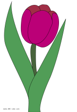 J:\Воркшоп\цветы\tulip-picture-color.png