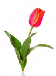 J:\Воркшоп\цветы\depositphotos_6661743-stock-photo-tulip-flower-isolated-on-white.jpg