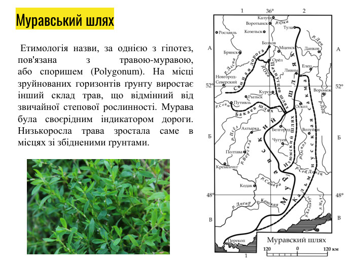 Муравський шлях Етимологія назви, за однією з гіпотез, пов'язана з травою-муравою, або споришем (Polygonum). На місці зруйнованих горизонтів ґрунту виростає інший склад трав, що відмінний від звичайної степової рослинності. Мурава була своєрідним індикатором дороги. Низькоросла трава зростала саме в місцях зі збідненими ґрунтами.