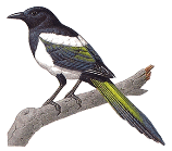 C:\Users\Анечка\Desktop\magpie-info0.gif