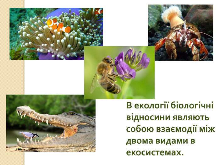В екології біологічні відносини являють собою взаємодії між двома видами в екосистемах. 