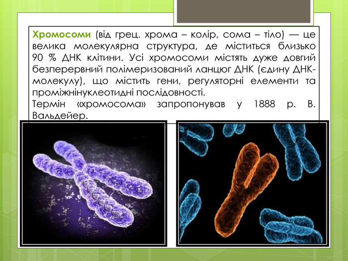 Хромосоми (від грец. хрома – колір, сома – тіло) — це велика молекулярна структура, де міститься близько 90 % ДНК клітини. Усі хромосоми містять дуже довгий безперервний полімеризований ланцюг ДНК (єдину ДНК-молекулу), що містить гени, регуляторні елементи та проміжнінуклеотидні послідовності. Термін «хромосома» запропонував у 1888 р. В. Вальдейер.