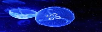 Подводный изображений медузы — стоковое фото