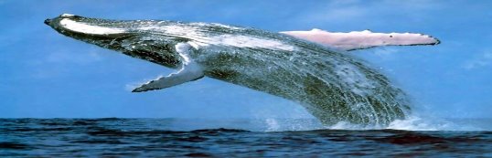 Картинки по запросу блакитний кит