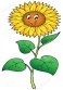 https://thetomatos.com/wp-content/uploads/2016/02/sunflower-cliparts-3.jpg