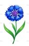 http://static7.depositphotos.com/1003678/762/v/950/depositphotos_7628440-stock-illustration-blue-cornflower.jpg