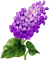 http://gifok.net/images/2015/10/17/Lilac_58.png