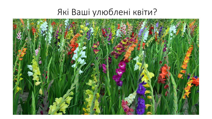 Які Ваші улюблені квіти? 