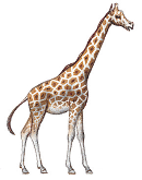 giraffe-info0