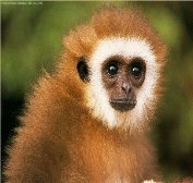 Monkey-Animal_200