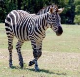 http://www.gotpetsonline.com/pictures-gallery/exotic-pictures-breeders-babies/zebra-pictures-breeders-babies/pictures/zebra-0003.jpg