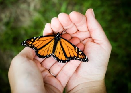 Притча о бабочке. В Ваших руках бабочка живая или мертвая? | Блог Галины  Беляевой о секретах успеха