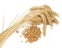 Картинки по запросу картинки пшениця