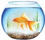 Картинки по запросу картинки риба в акваріумі
