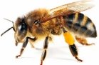 Картинки по запросу картинки бджола