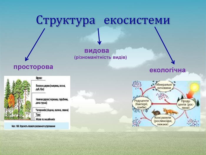 Структура   екосистеми    просторова      екологічна        видова  (різноманітність видів) 