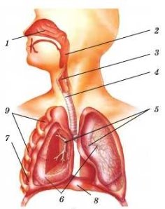 Картинки по запросу дихальна система людини