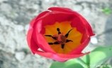 Картинки по запросу картинка квітка тюльпан