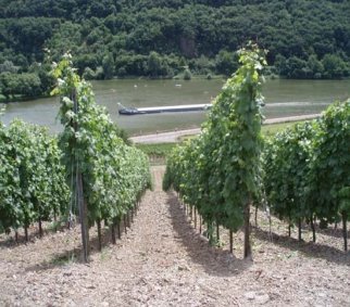 Виноградники в долині річки Мозель