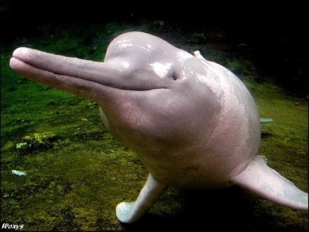 Описание: Картинки по запросу "Амазонский дельфин"